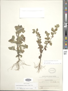 Image of Acanthospermum humile