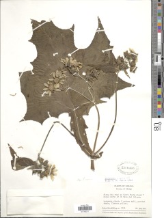 Image of Smallanthus riparius
