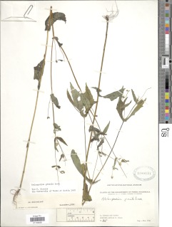 Image of Melampodium gracile