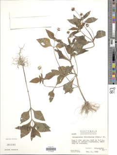 Image of Melampodium divaricatum