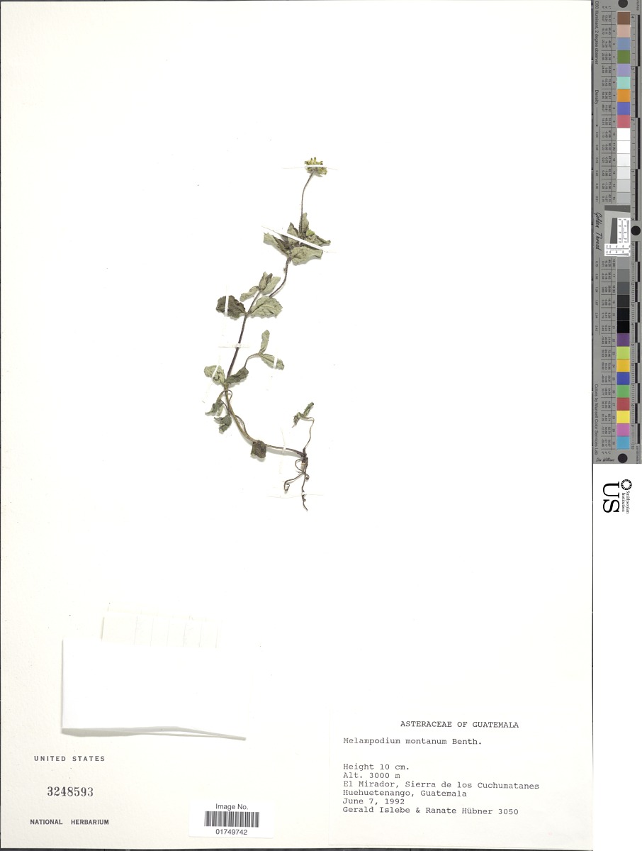 Melampodium montanum var. montanum image
