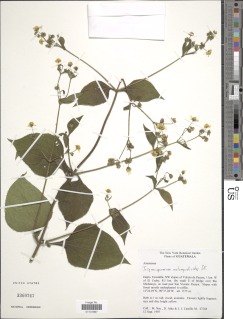 Image of Trigonospermum melampodioides