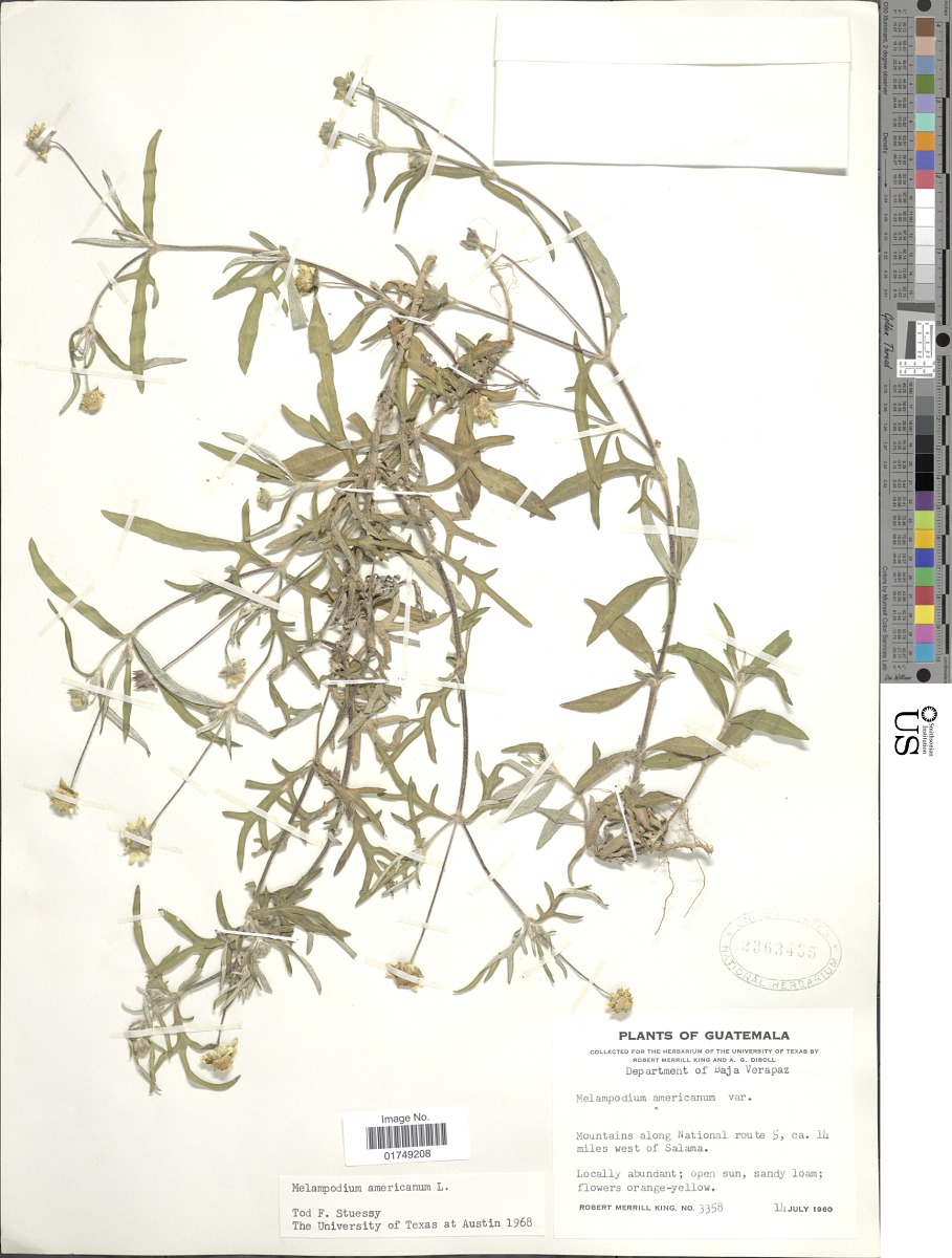 Melampodium americanum image