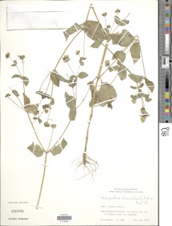Melampodium divaricatum image