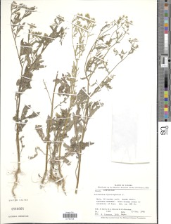 Image of Parthenium hysterophorus