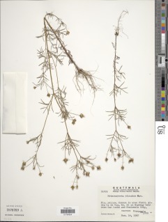 Heterosperma pinnatum image