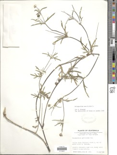 Melampodium americanum image