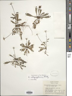 Chrysanthellum integrifolium image