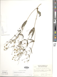 Melampodium gracile image