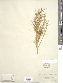 Ambrosia salsola var. salsola image