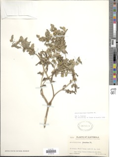 Image of Acanthospermum hispidum