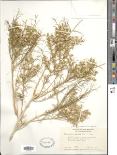 Ambrosia salsola var. pentalepis image