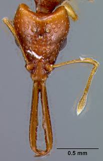 Acanthognathus brevicornis image