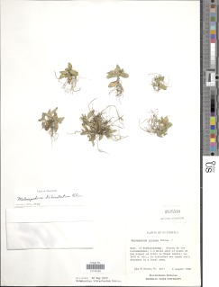 Image of Melampodium bibracteatum