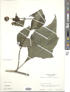 Smallanthus maculatus image