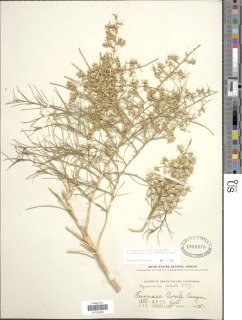 Ambrosia salsola var. salsola image