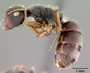Camponotus mucronatus image