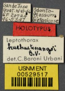 Leptothorax huehuetenangoi image