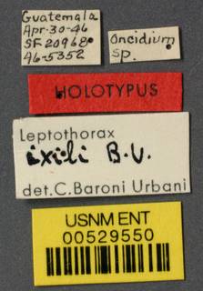 Leptothorax ixili image
