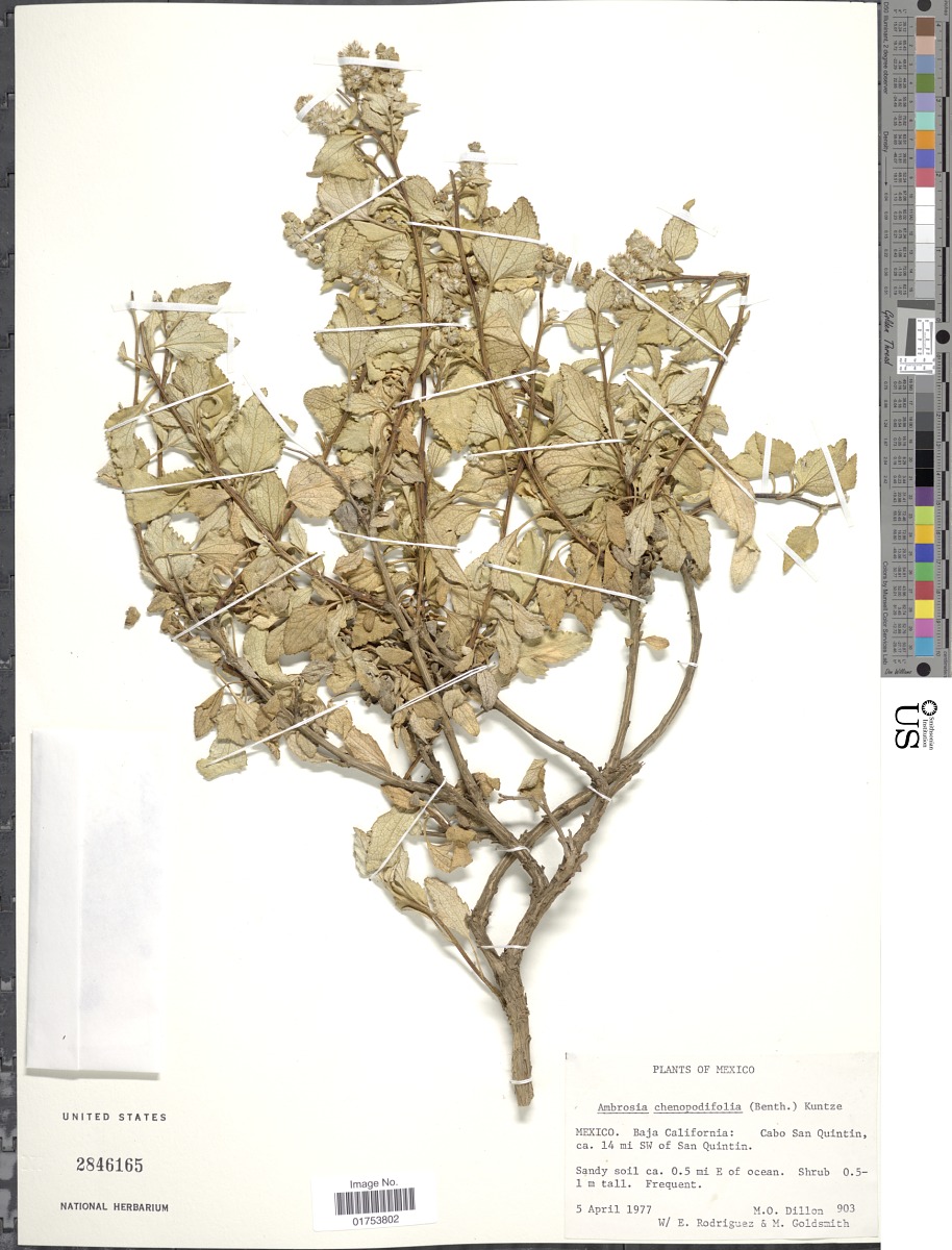 Ambrosia cheiranthifolia image