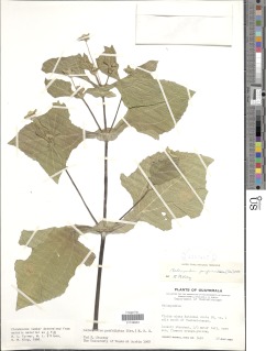 Image of Melampodium perfoliatum
