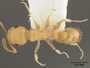Leptothorax totonicapani image