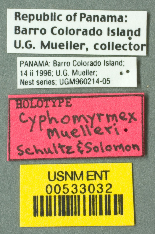Cyphomyrmex image