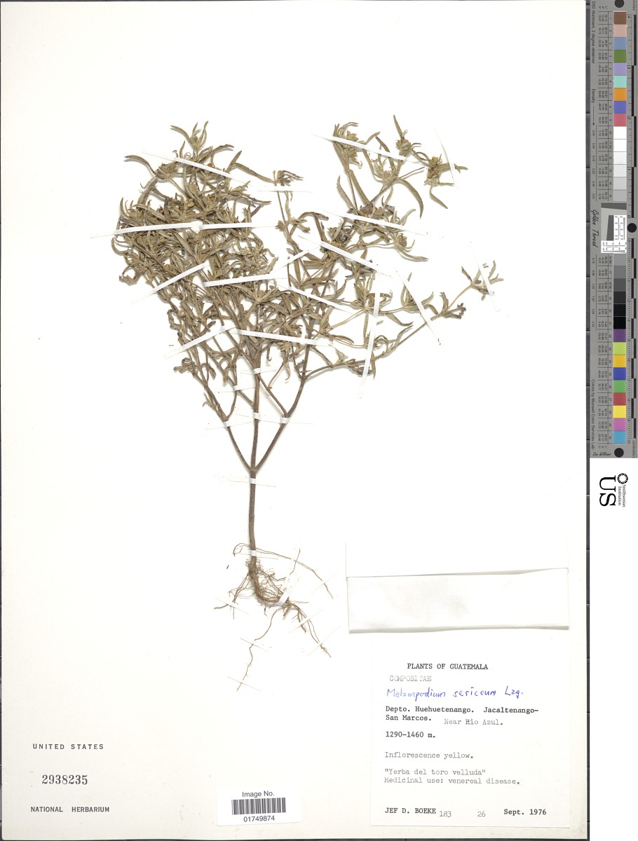 Melampodium sericeum image