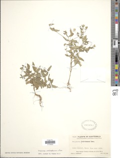 Tragoceros schiedeanum image