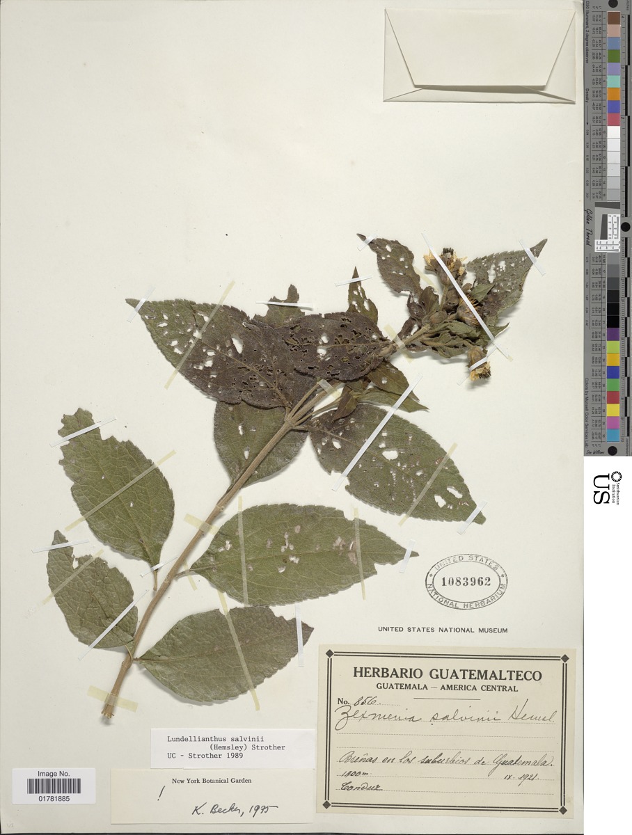 Lundellianthus image