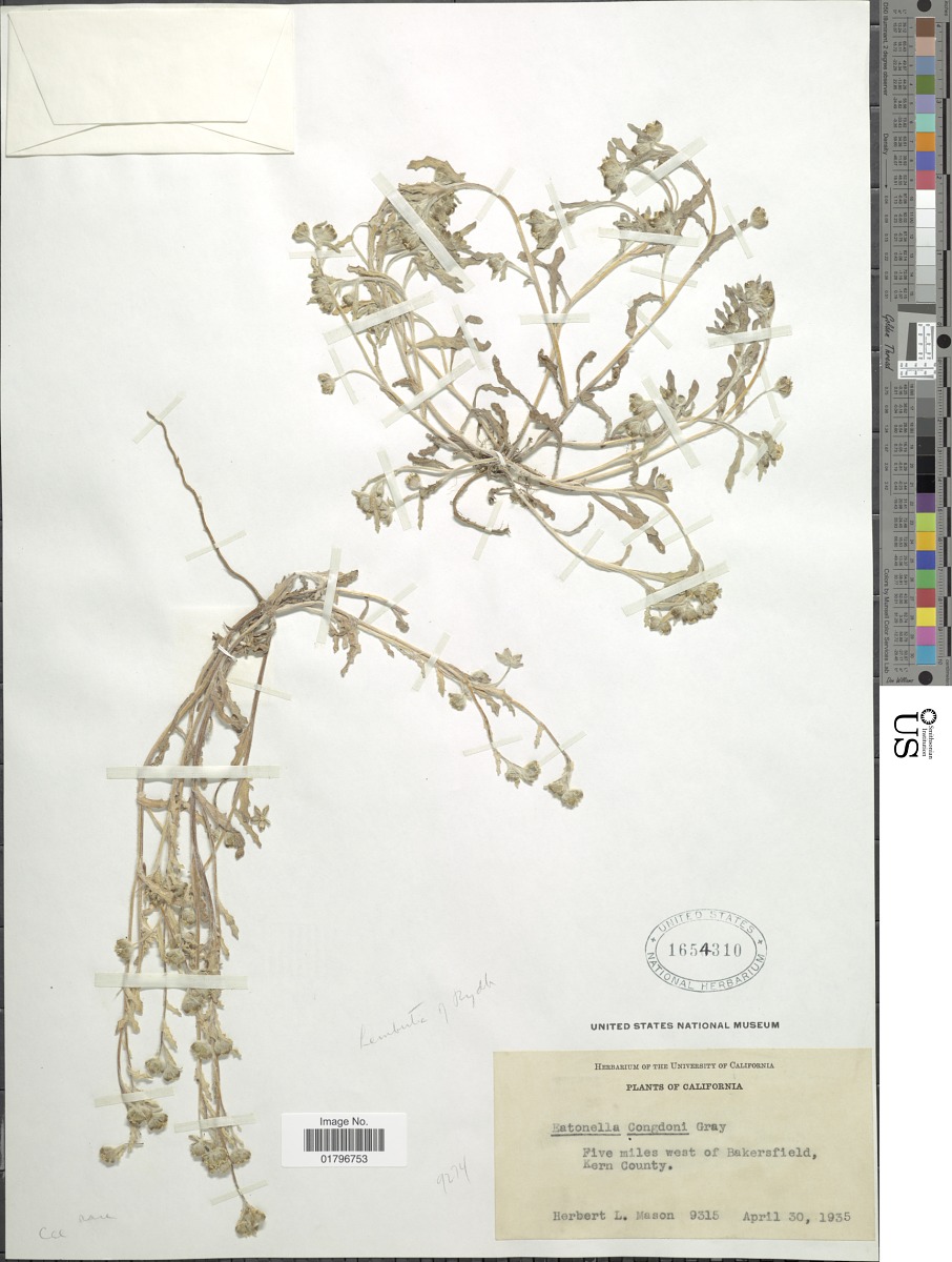 Monolopia congdonii image