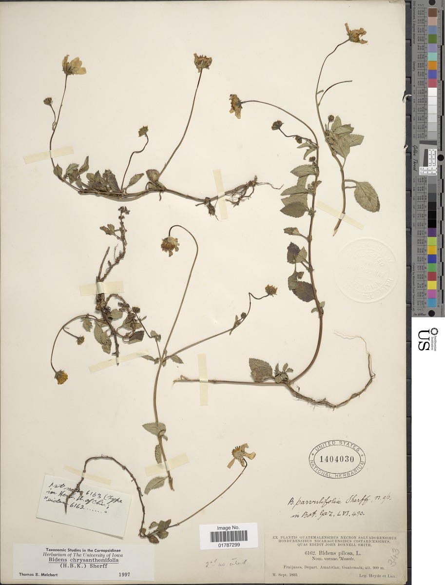 Bidens chrysanthemifolia image