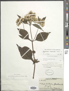 Schistocarpha eupatorioides image