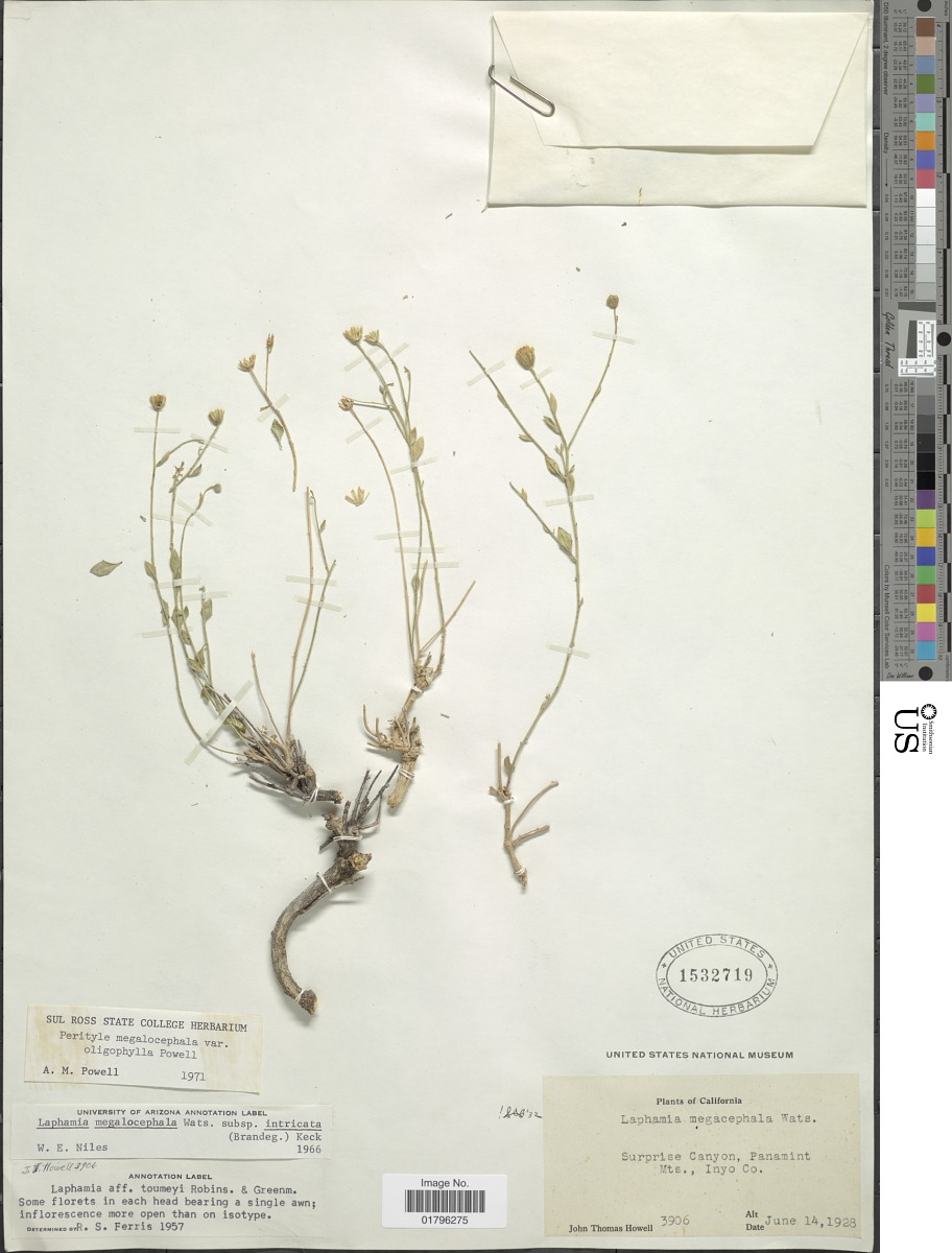 Laphamia megalocephala image