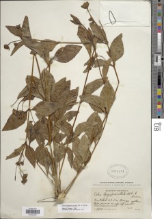 Image of Calea longipedicellata