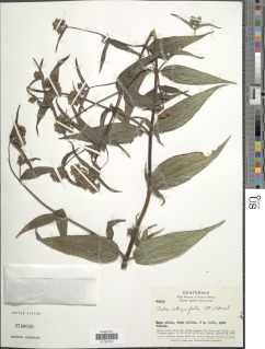 Image of Alloispermum integrifolium