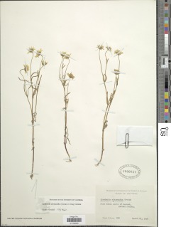 Image of Lasthenia chrysantha