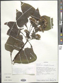Schistocarpha platyphylla image