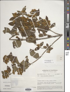 Calea urticifolia var. urticifolia image