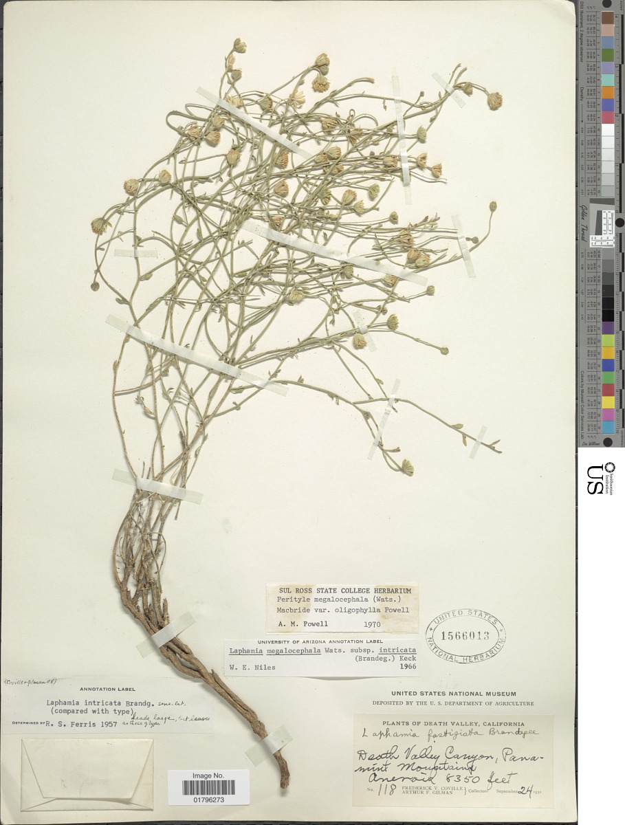 Laphamia megalocephala var. oligophylla image