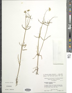 Lasthenia glabrata subsp. glabrata image