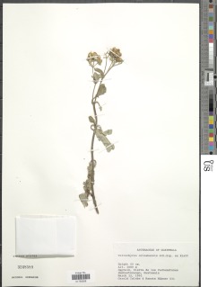 Image of Calea guatemalensis
