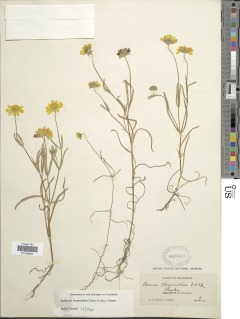 Lasthenia californica subsp. californica image