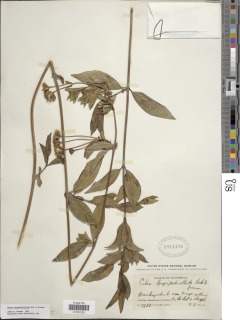 Calea longipedicellata image