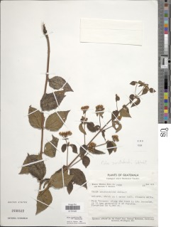Calea ternifolia image