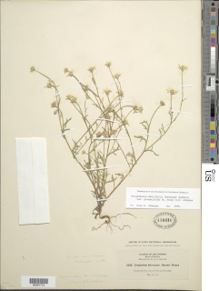 Pseudobahia bahiifolia image