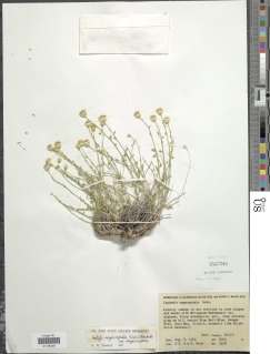 Laphamia megalocephala image