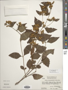 Calea urticifolia var. urticifolia image