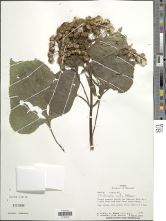 Image of Schistocarpha croatii