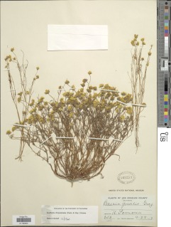 Lasthenia californica image